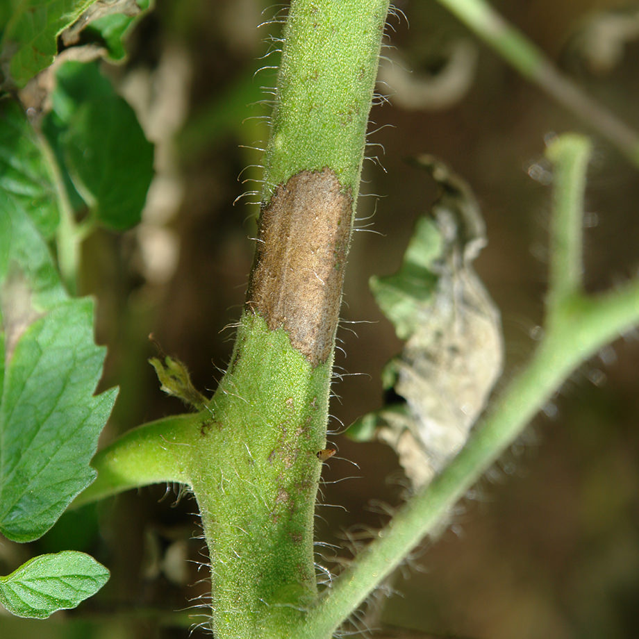 Late stage of early blight